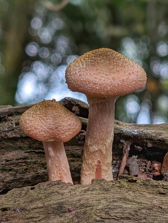 Fungi in the woods at Trelissick