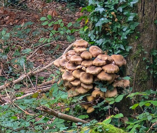 Fungi in the woods at Trelissick