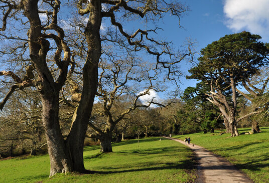 Parkland within the Trelissick estate