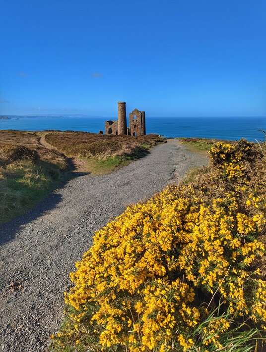 Gorse at Wheal Coates