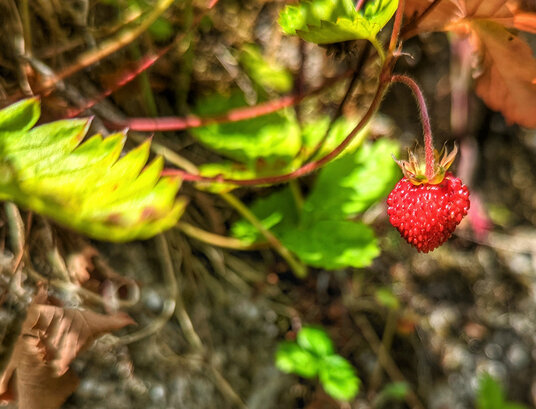 Wild Strawberry